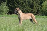 DOGUE ALLEMAND 540